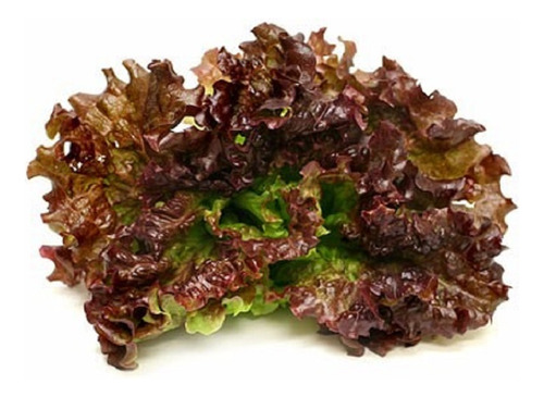 Lechuga New Red Fire (fuego) 50grs Calidad Profesional