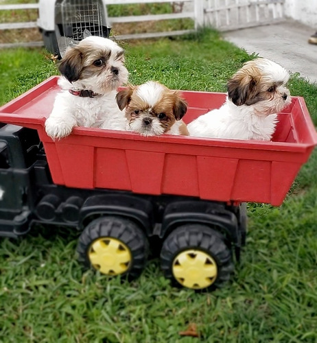 Hermosos Cachorritos Shitzu Minitoy  Originales 