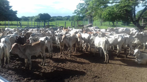 Imagen 8 de 14 de Grandiosa Finca En Via Al Baul 1200 Hectareas