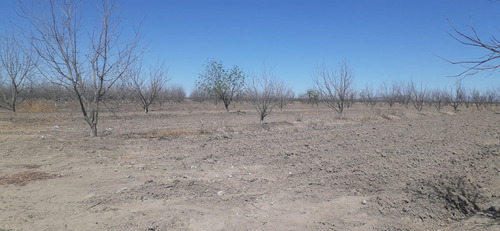 Terreno Con Nogales En Venta En San Pedro De Las Colonias, Coahuila