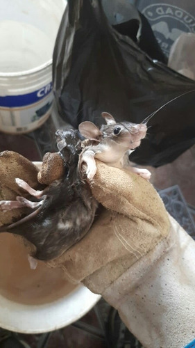 Imagen 3 de 5 de Fumigaciones Cucarachas Ratas Zona Sur Y Caba Certificados