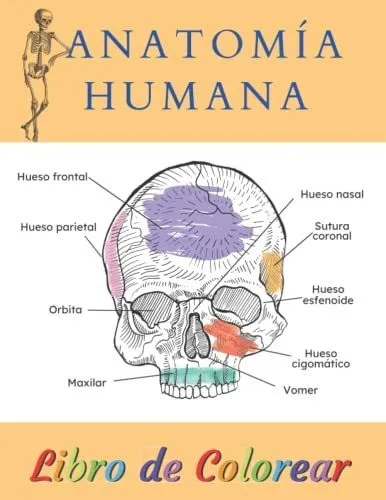 Libro : Anatomia Humana Libro De Colorear Colorea Y Aprende