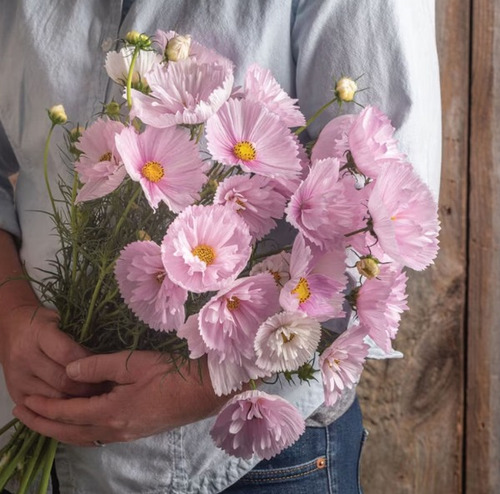 50 Semillas De Flor De Cosmo Rosa