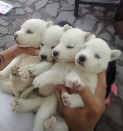 Husky Siberiano Blanco