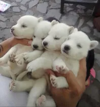 Comprar Husky Siberiano Blanco