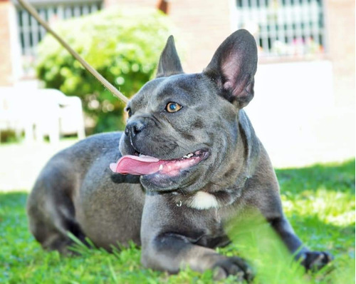 Featured image of post Bulldog Frances Exotico Mercado Libre Raza de perro originaria de francia