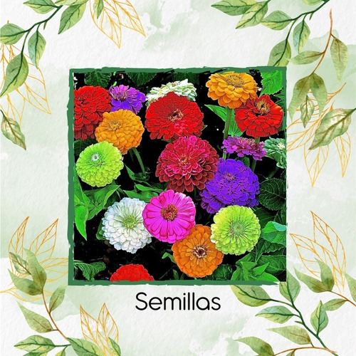 100 Semillas De Flor Zinnia Dalia + Obsequio Germinación