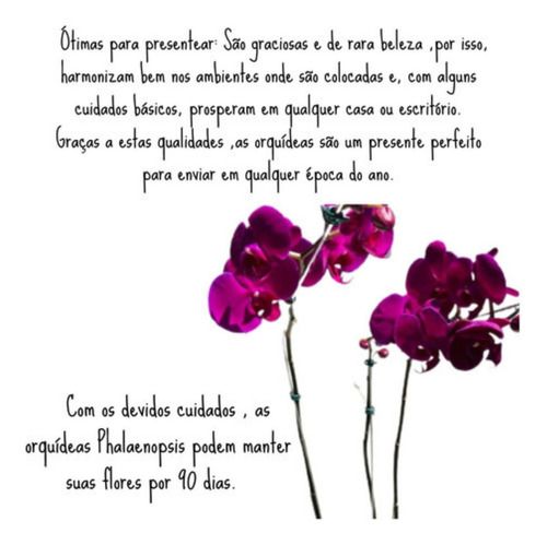 Orquídea Borboleta Phalaenopsis Roxa #7 Planta Adulta