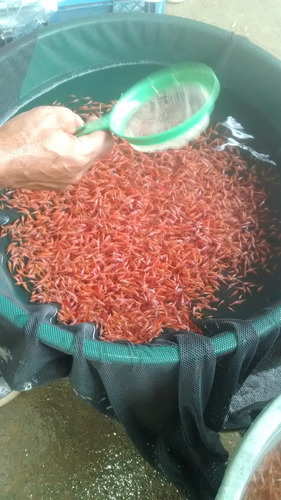 Venta De Alevino: Bocachico, Cachama, Tilapia Roja