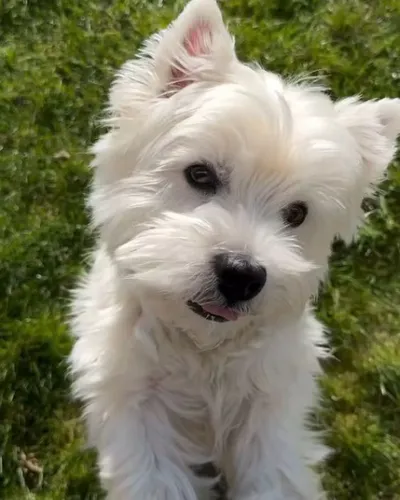 Perros West Highland White Terrier Cachorros Westie Puppy