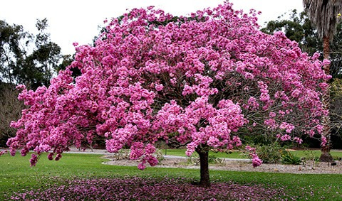 Plantines De Lapacho Rosado - Ideal Bonsai