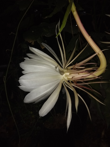 Epiphyllum Oxypetalum- Reina De La Noche- Dama De Noche