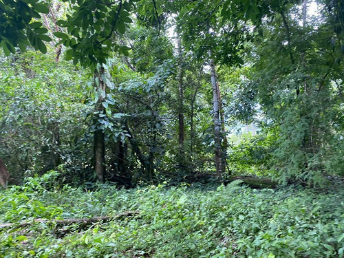 Terreno De 190 Hectáreas Cerca De Palenque