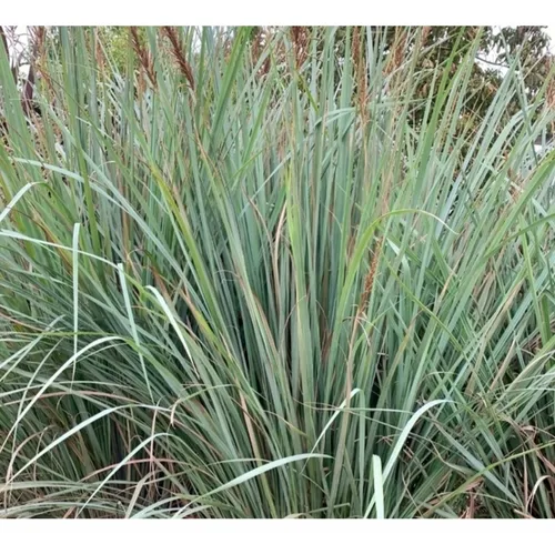 Paspalum Haumanii ! Gramineas Nativas, Gigantes !!!