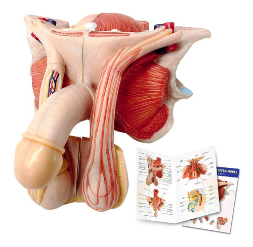 Modelo Anatomico De Organo Reproductor Masculino Desarmable