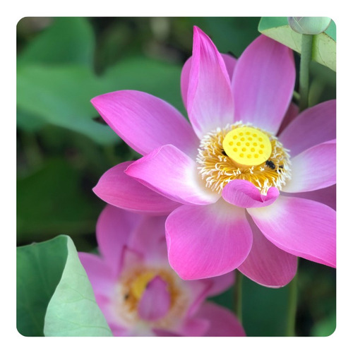 Kit 10 Sementes Nelumbo Nucifera Sagrada Flor De Lótus Rosa