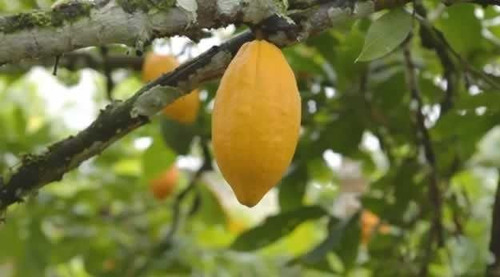 Imagem 20 de 30 de Fazenda De Cacau, Látex E Mogno No Brasil - Cidade Ituberá-ba - 7654