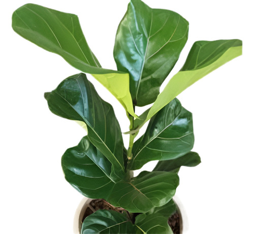 Ficus Pandurata - Hermoso - Entrega Gratis Caba Y Gba