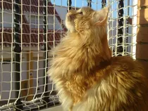 Comprar Kit De Red Para Balcones- Redes Para Gatos 