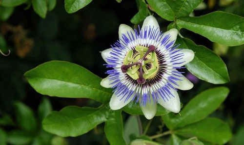 Tintura Madre Pasionaria Pasiflora 50ml Regresar A La Tierra Pasionaria