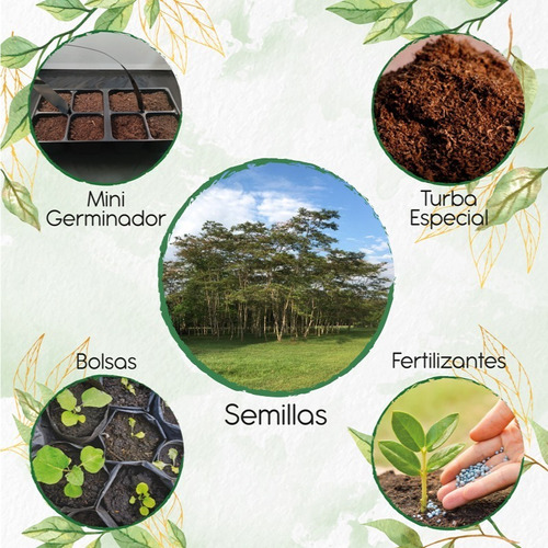 15 Semillas De Árbol Yopo Negro Con Kit De Germinación