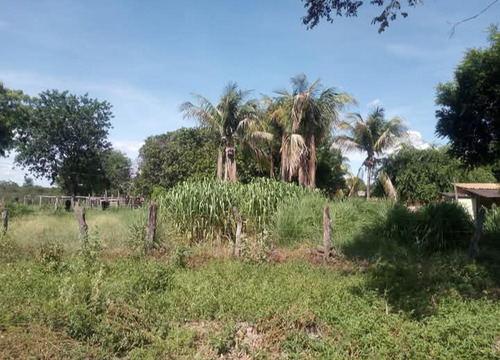 Roça Com 2 Casas Ou Total 4 Quartos E 2 Banheiros