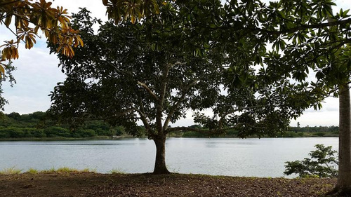 Venta Terreno 4,277 M² Juana Moza Frente Al Rio Tuxpan Veracruz