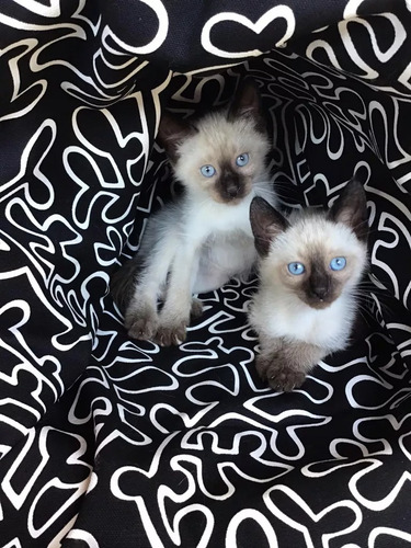 Gatitos Siames Machito - Muy Lindos !!! Listos Para Entregar