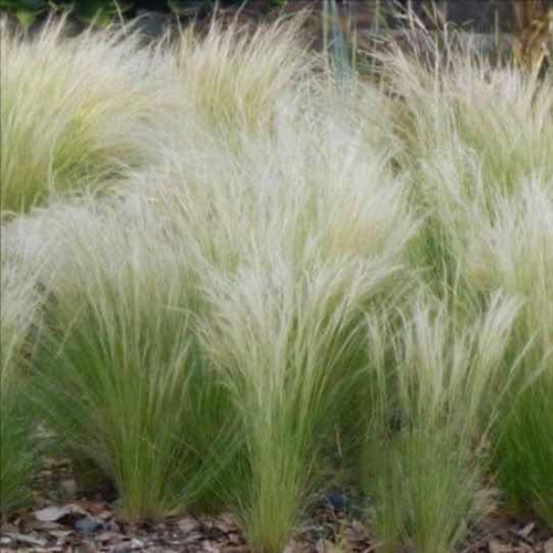 Stipa Tenuisima- Planta Graminea