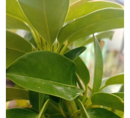Jazmin Madagascar (stephanotis Floribunda) Certif. Senasa