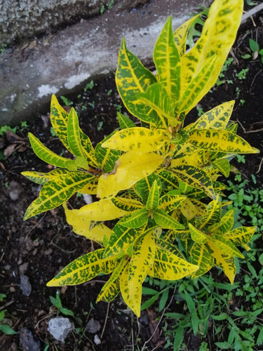 Arbol De Croton Vivo Codiaeum Variegatum Diferentes Colores