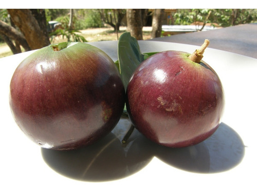05 Sementes Orgânicas De Abiu Roxo P/ Plantio