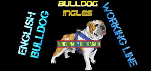 Imagen 1 de 2 de Bulldog Ingles - Funcional Y De Trabajo
