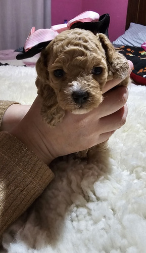 Poodle Toy Apricot