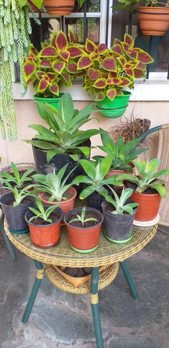 Plantas Agave Atenuatta, Exc. Estado, Variedad De Medidas , 