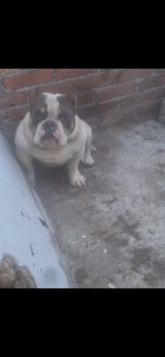 American Bully Macho En Venta