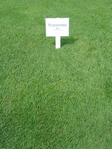 Semillas De Pasto Agrostis Palustris - Penn Cross Para Golf