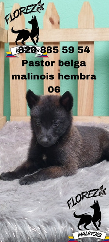 Belga Malinois