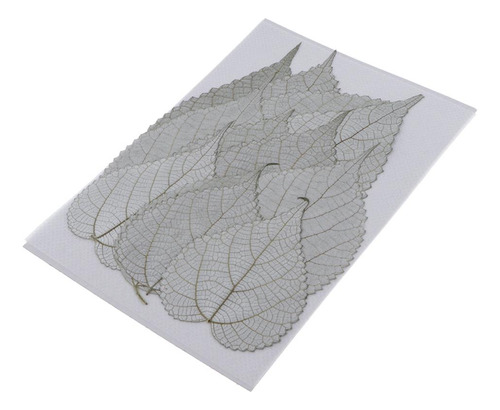12 Pçs Prensada Natural Flores Secas Cor Natural Planta