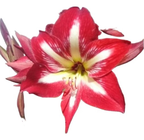Bulbos De Amarilis, Belladona Y Crinum - Solo Bs As Y Caba