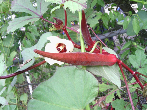 Imagem 4 de 6 de 15 Sementes De Quiabo Roxo Vermelho Okra Red Burgundy
