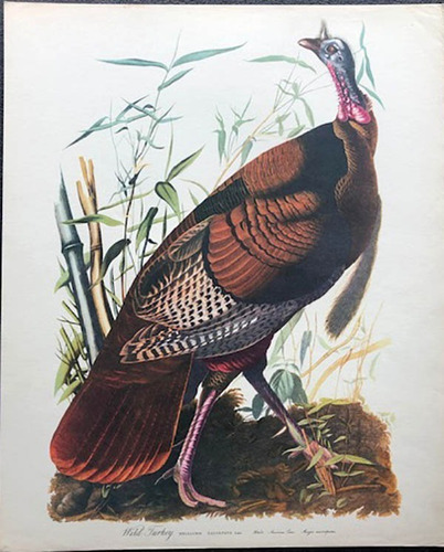 Antigua Lamina The Audubon Folio -wild Turkey- Pavo -