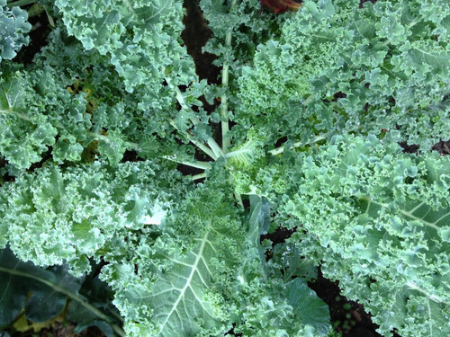 100 Sementes De Couve Crespa Anã Kale