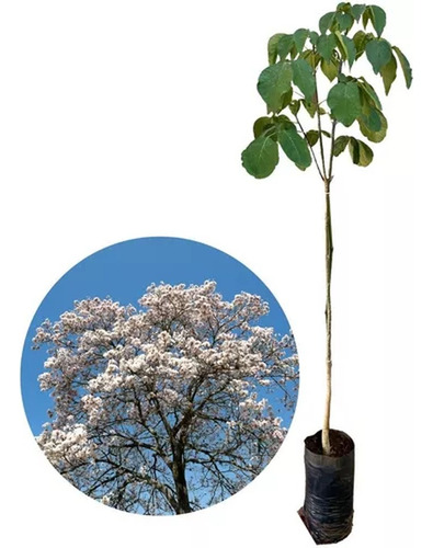Muda De Ipê Branco Altura De 0,40 Cm A 0,80 Cm