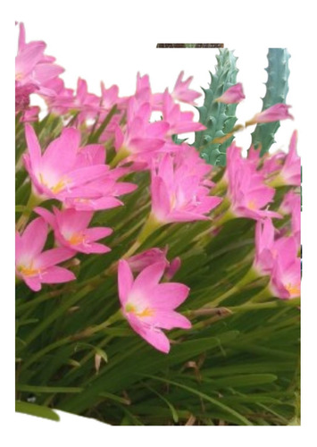 Lírio Dos Ventos Rosa Zéfiro Bulbo + Bulbo Lírio Africano Rosa