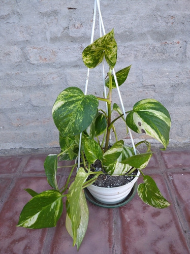 Imagen 3 de 10 de Planta Potos Purificadora Del Aire
