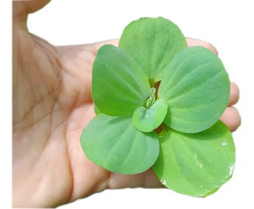5 Plantas De Lechuga De Agua (pistia Stratiotes)