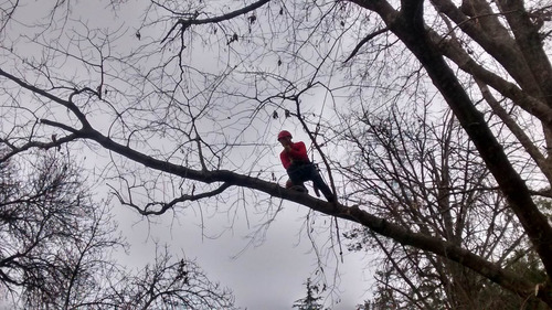 Imagen 4 de 10 de Arborista Certificado Aataac - Poda De Árboles