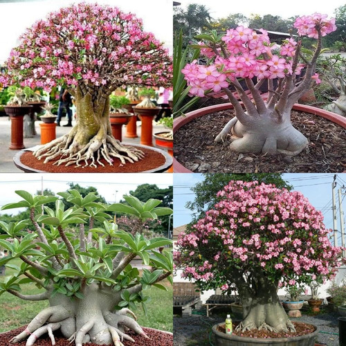 Kit Completo 25 Rosas Del Desierto Bonsái, Rosa, Blanco | Envío gratis Kit Completo 25 Rosas Del Desierto Bonsái, Rosa, Blanco | Envío gratis