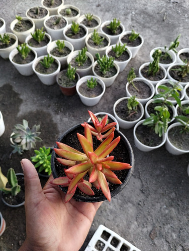 Suculenta Sedum Adolphii Firestorm ( Siempre Vivas )